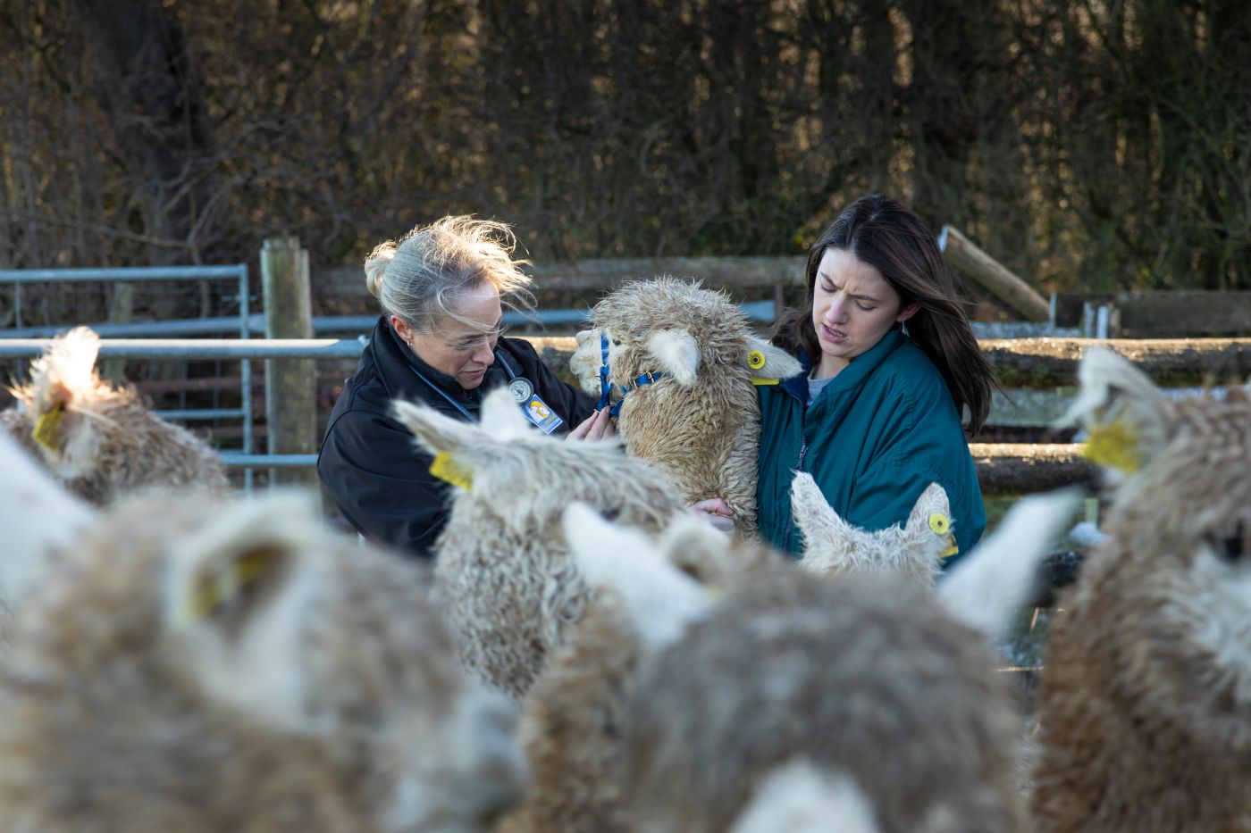 Specialist veterinary expertise for alpacas & llamas - Camelid Veterinary Services . Alpaca herd health. Training. Faecal testing