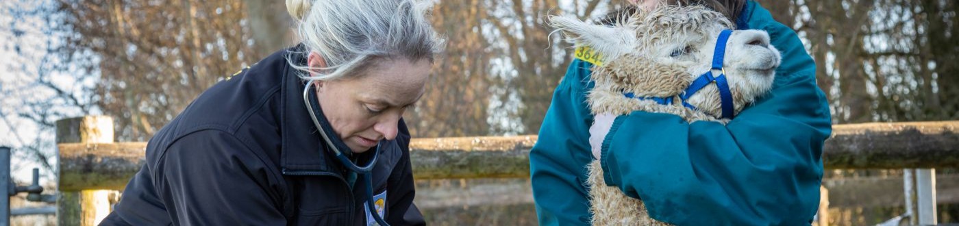 Online camelid health course for vets