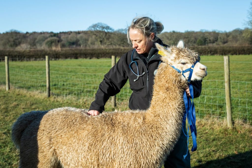 Body condition scoring is an essential part of camelid health management.