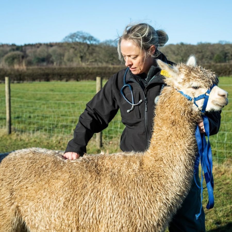 Body condition scoring is an essential part of camelid health management.