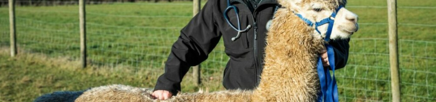 Body condition scoring is an essential part of camelid health management.