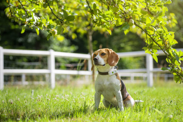 Weenect GPS tracker for Dogs and Cats - Image 4
