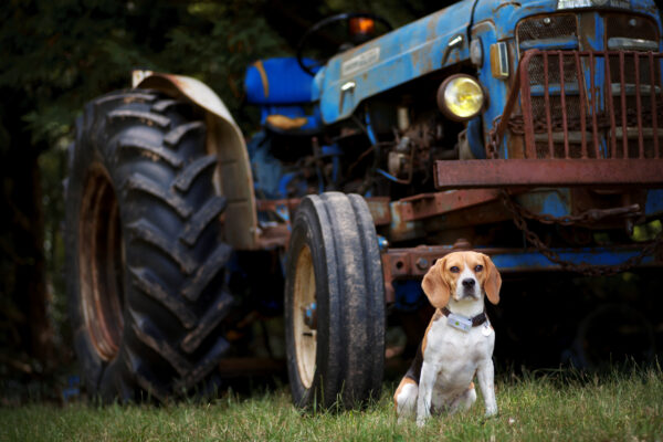 Weenect GPS tracker for Dogs and Cats - Image 3