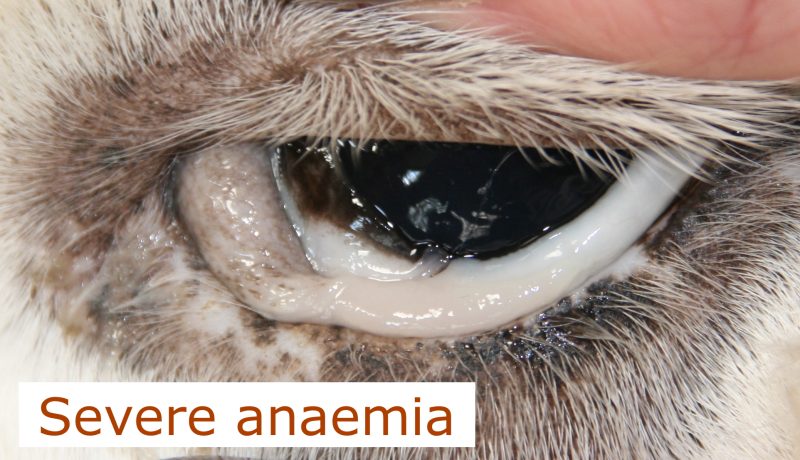 anaemia alpaca with very white mucous membranes