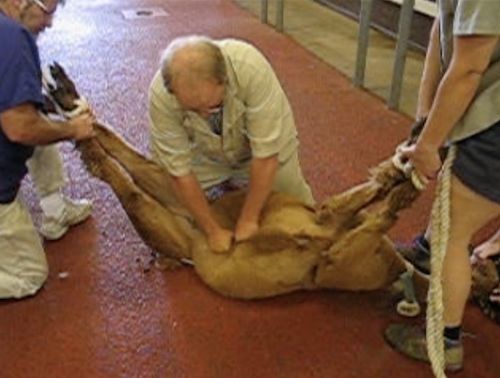 A pregnant female alpaca with uterine torsion being rolled to correct the torsion. The vet is applying external pressure to the abdomen to hold the foetus in place while the female rolls around the fixed foetus and uterus to untwist the uterus.
